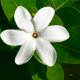 118- Tiare Tahiti 